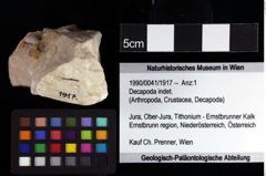 Foto (Objket + Etiketten) von Eodromites sp. 